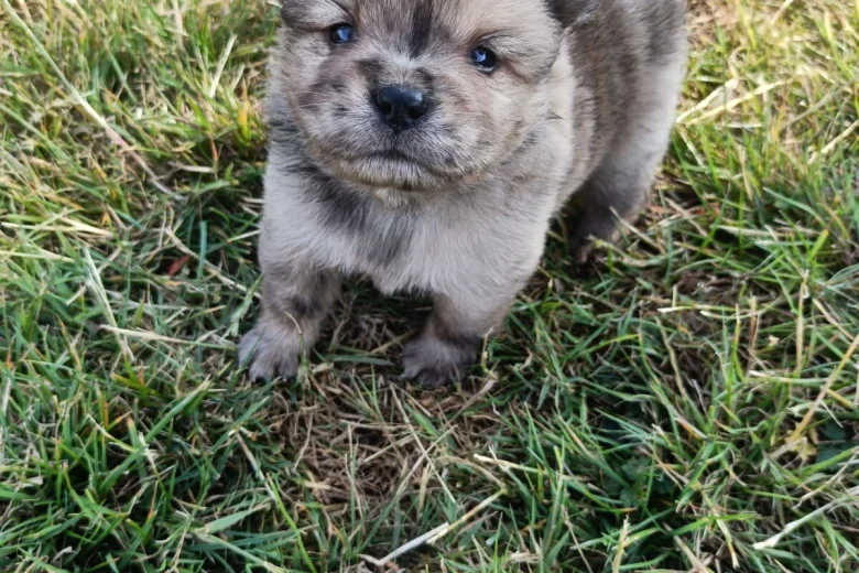 Mixed Breed