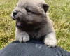 Mixed Breed