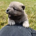 Mixed Breed