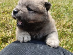 Mixed Breed