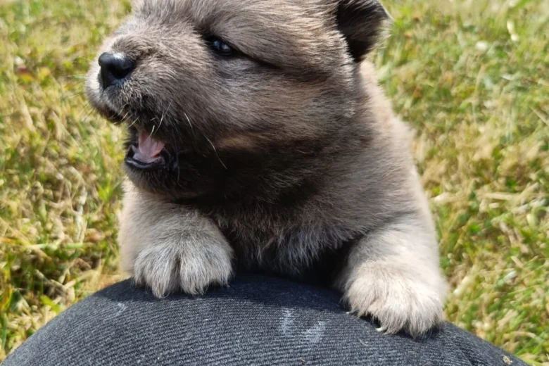 Mixed Breed