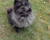 Mixed Breed