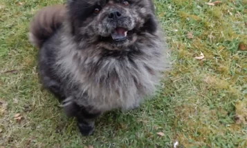 Mixed Breed