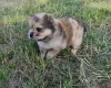 Mixed Breed