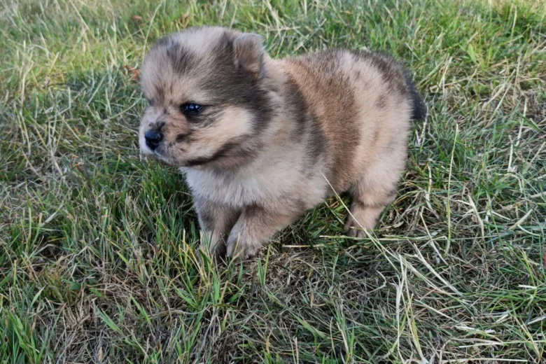 Mixed Breed