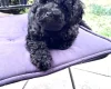 Miniature Poodle