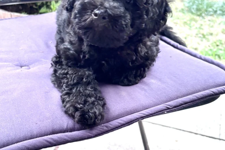 Miniature Poodle