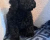 Miniature Poodle