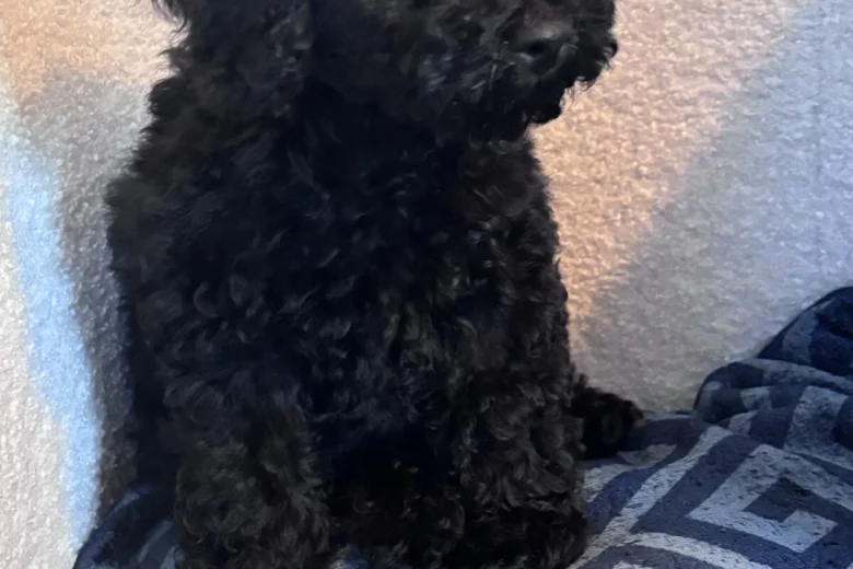 Miniature Poodle
