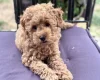 Miniature Poodle
