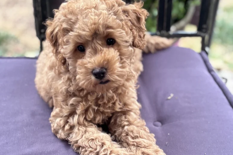 Miniature Poodle