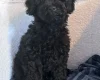Miniature Poodle
