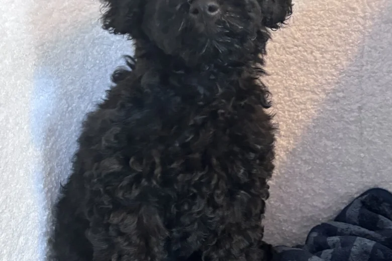 Miniature Poodle