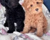Miniature Poodle