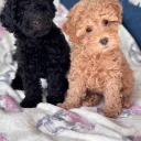 Miniature Poodle