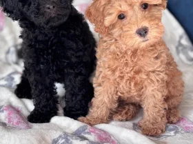 Miniature Poodle