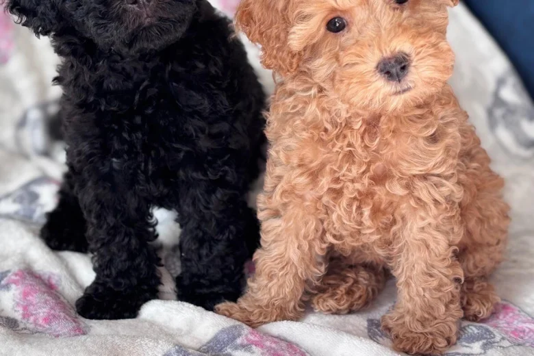 Miniature Poodle