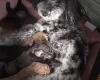 Miniature Poodle