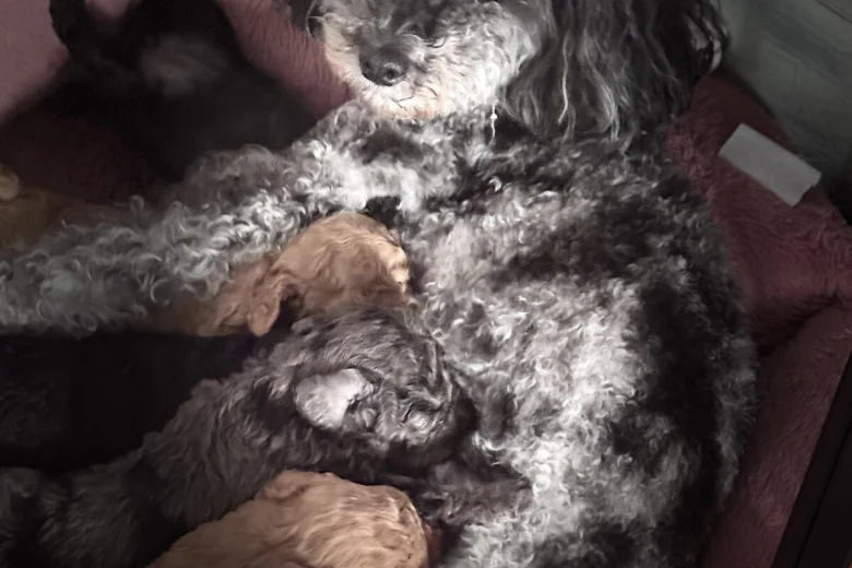 Miniature Poodle