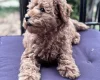 Miniature Poodle