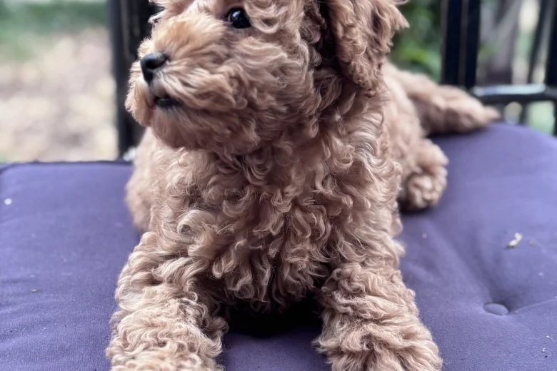 Miniature Poodle