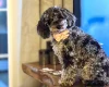Miniature Poodle