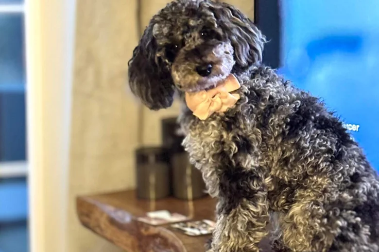 Miniature Poodle