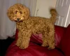 Miniature Poodle