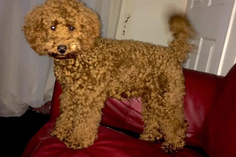 Miniature Poodle