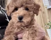 Miniature Poodle