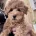 Miniature Poodle
