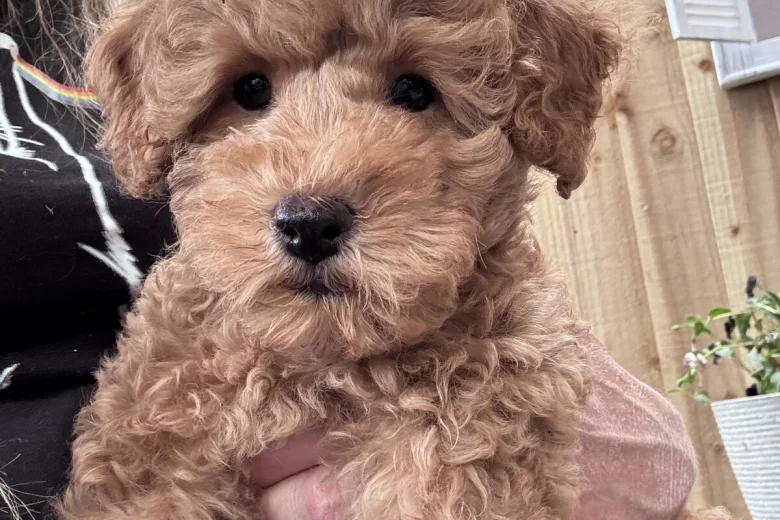 Miniature Poodle