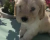 Cockapoo