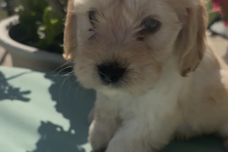 Cockapoo