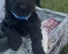 Cockapoo