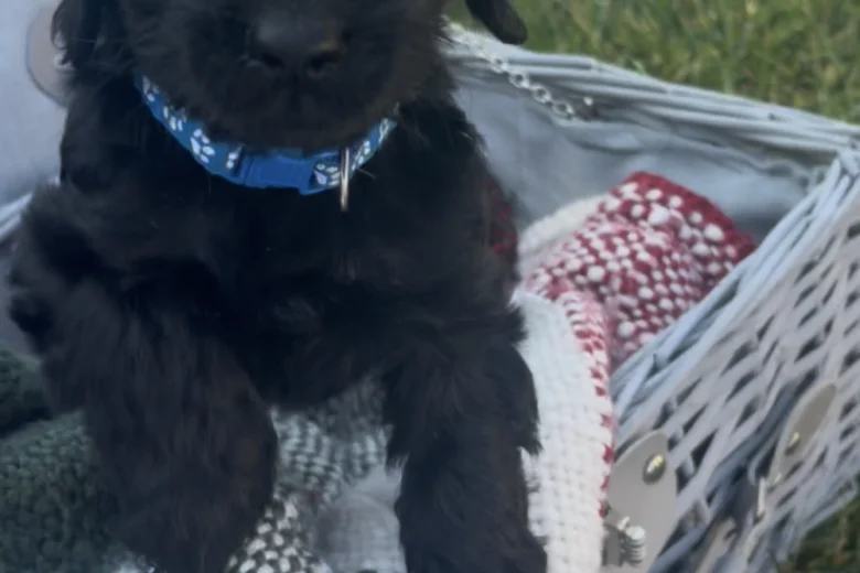 Cockapoo