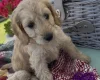 Cockapoo