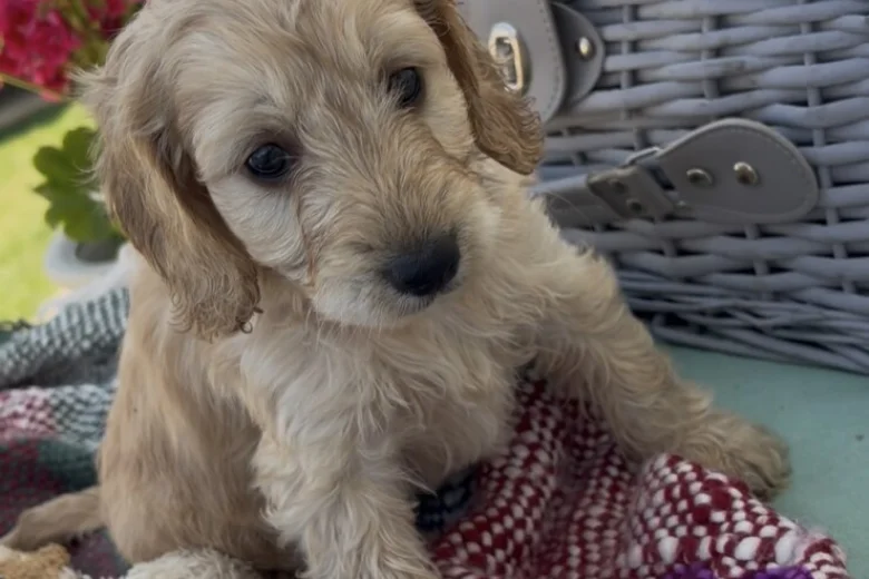 Cockapoo