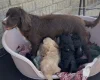Cockapoo