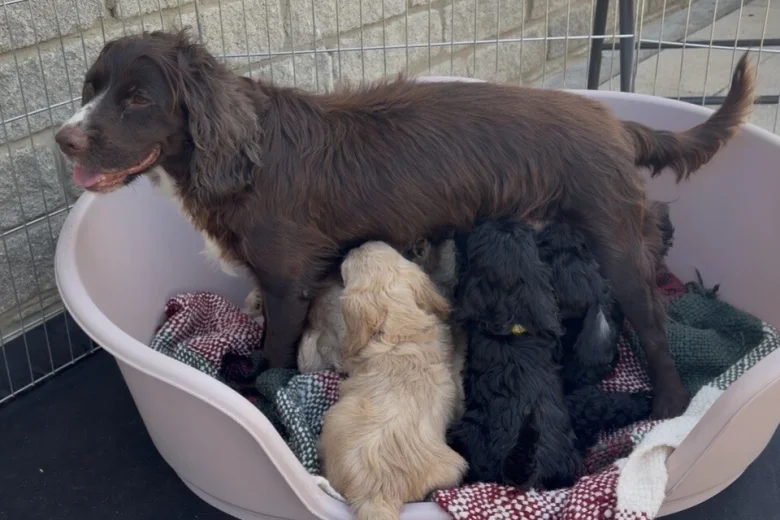 Cockapoo