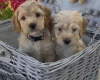 Cockapoo