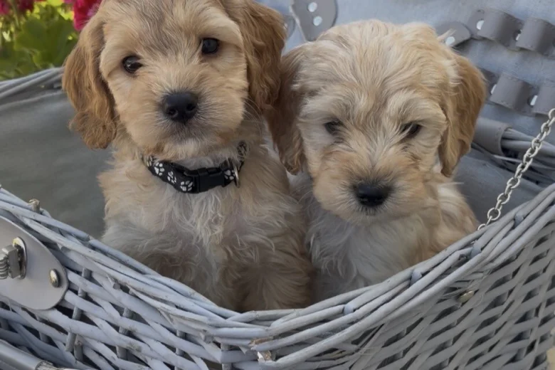 Cockapoo