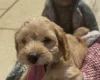 Cockapoo