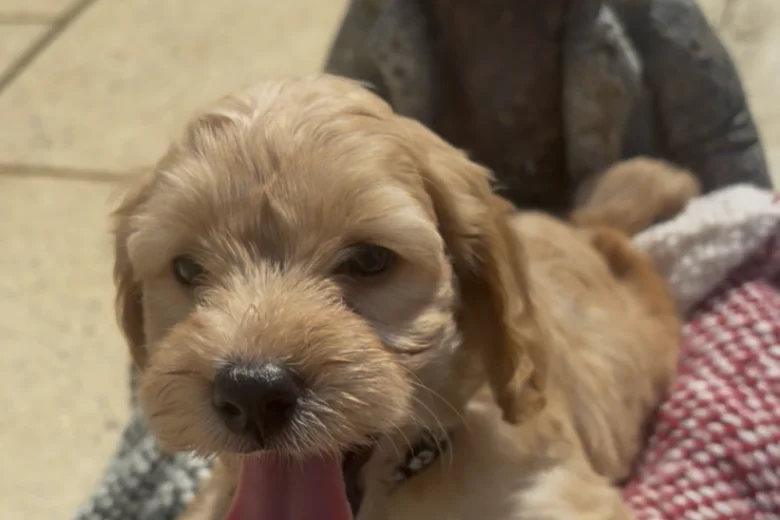 Cockapoo
