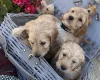 Cockapoo