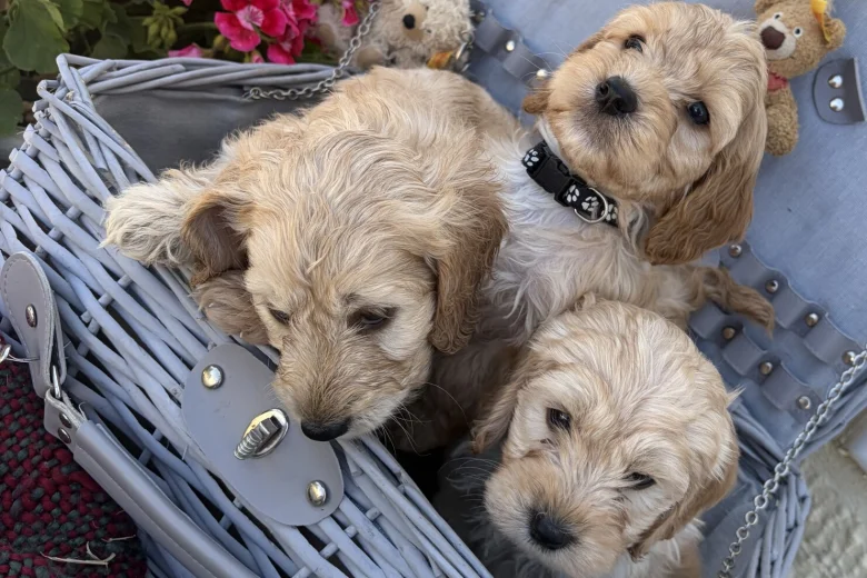 Cockapoo