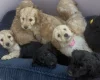 Cockapoo