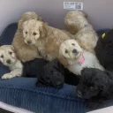 Cockapoo