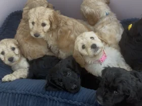 Cockapoo