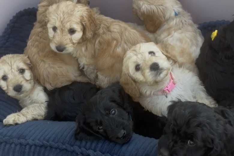 Cockapoo